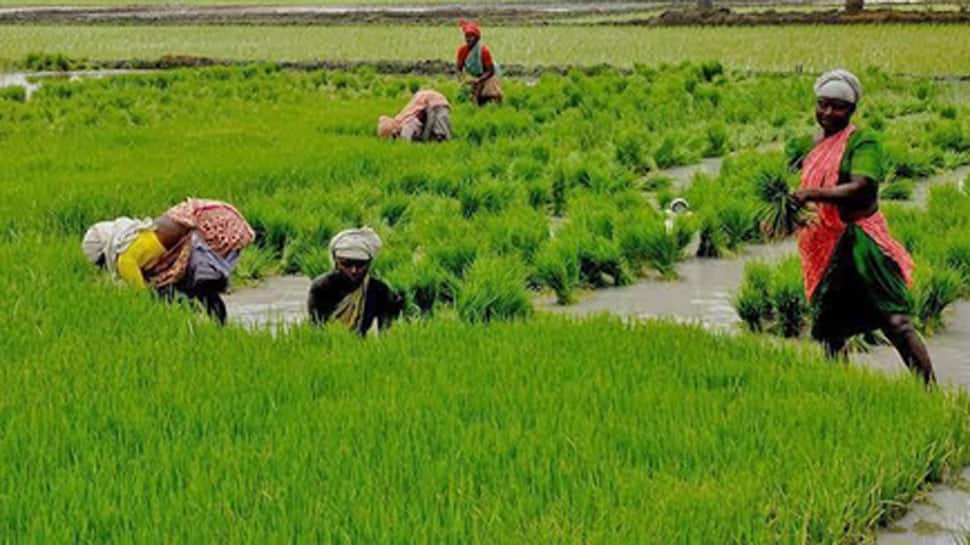 Rabi Crop Sowing Crosses 536 Lakh Hectares
