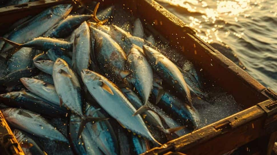 India's Fish Production Has Surged By 38% Under PMMSY: Minister