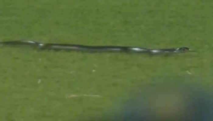 7. Snake Slithered Onto the Field