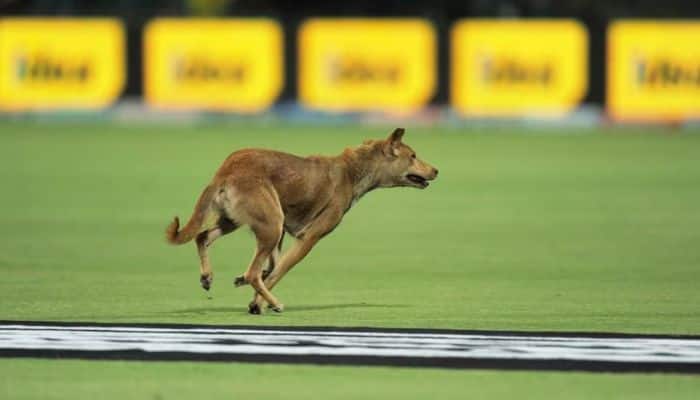 3. Dog Stopped Play Repeatedly