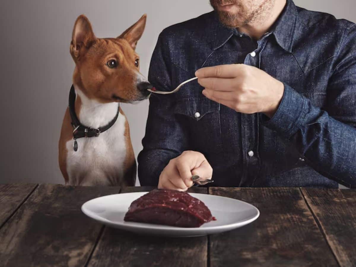 Are Super-Foods Safe For Pets? What To Avoid ?