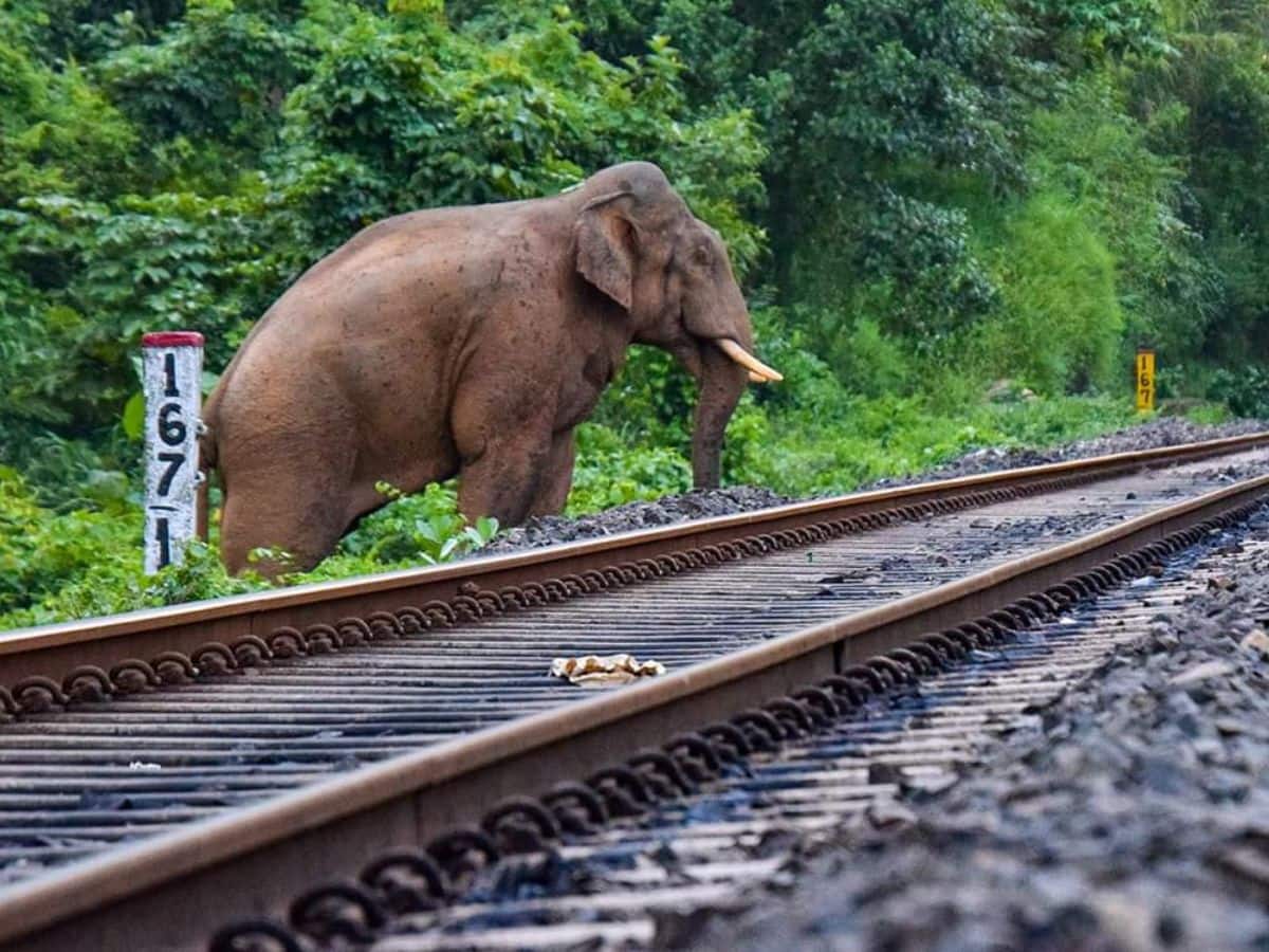 BREAKING | Assam Train Accident Today: 7 Elephants Killed After Collision With Rajdhani Express; 5 Coaches Derailed