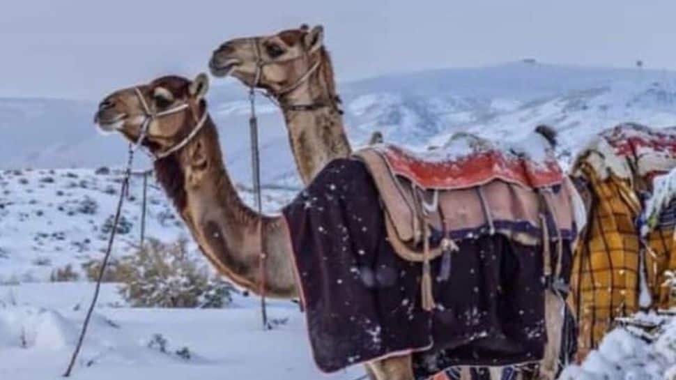 Saudi Arabia Turns Into Winter Wonderland; Receives Snowfall After 30 Year