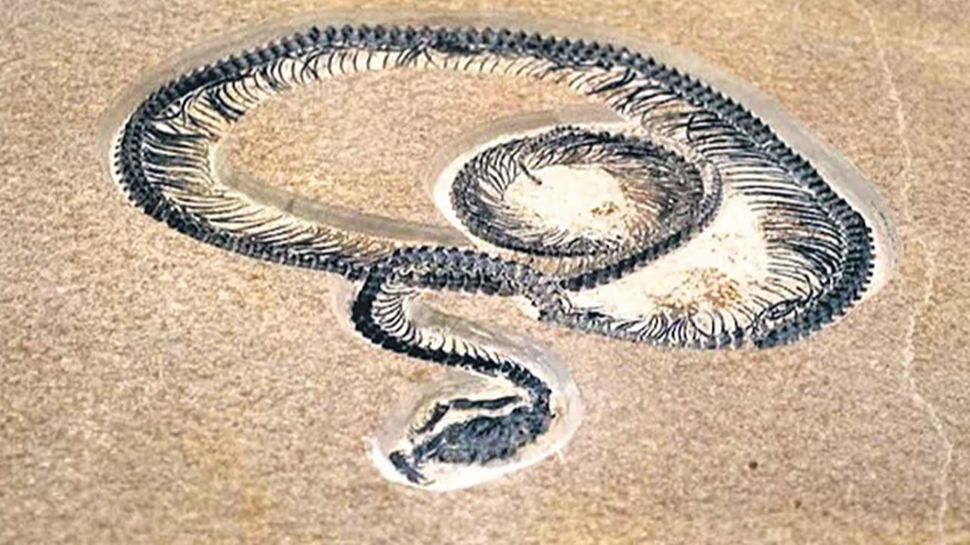 Fifty Foot Python 47 Million Year Old, 1000 Kg, 50-Foot Long Snake Discovered In This ...