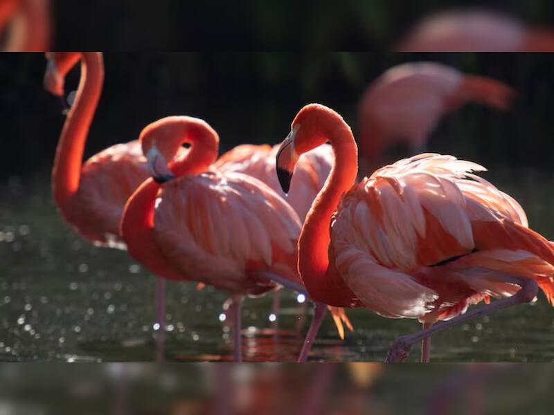 Why Are Thousands Of Flamingos Changing Their Route To Sambhar Lake ...