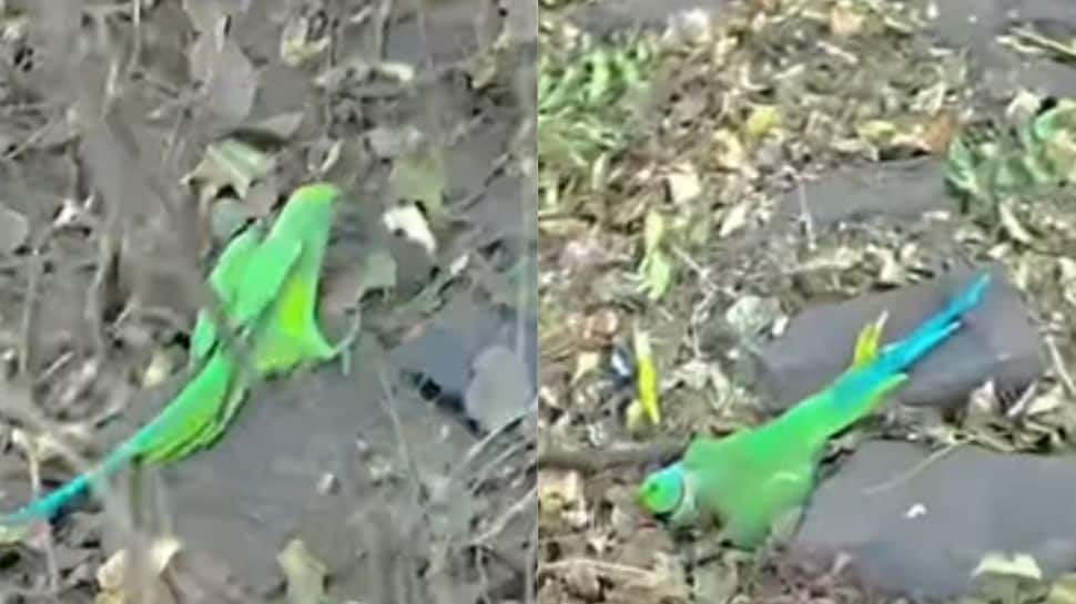 Who Killed Indore Parrots? Mass Food Poisoning Suspected As Over 200 Birds Found Dead