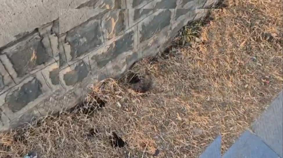 Rat Infestation Threatens Dal Lake Bund, Puts Srinagar’s Iconic Boulevard Road At Risk