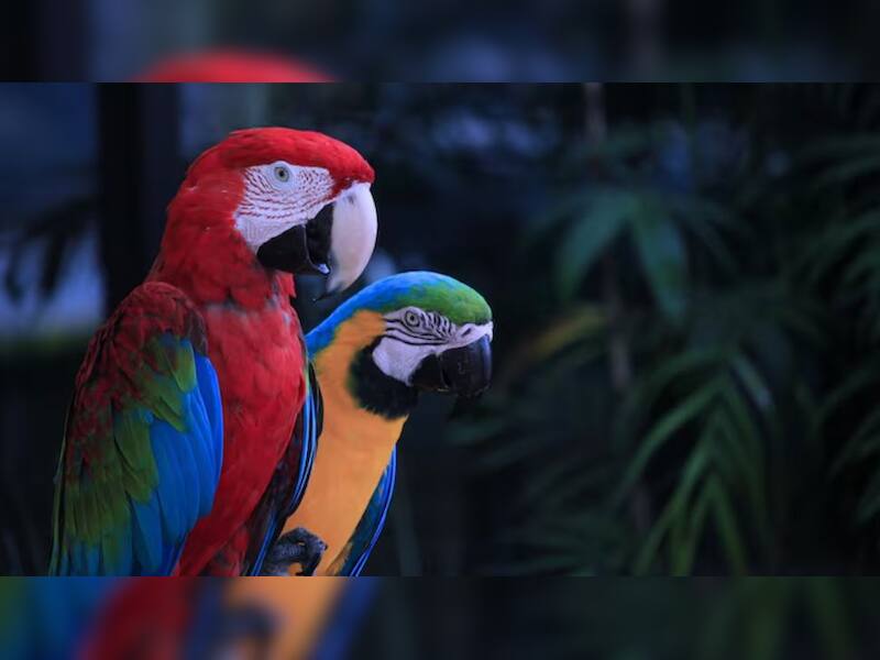 Why Are These Animals So Colourful? From Peacock To Clownfish, 10 ...