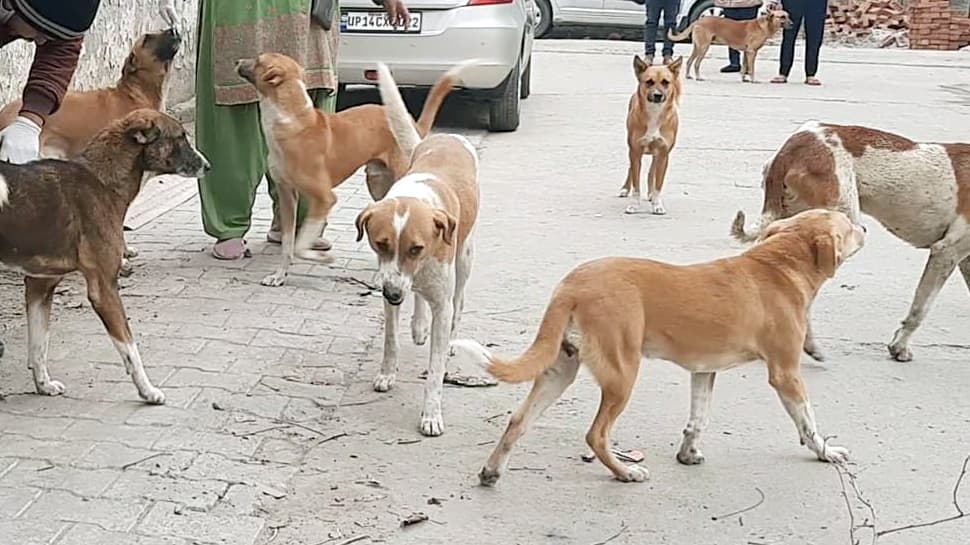 From Crisis To Care At Doorstep: How Bhagwant Mann Govt Is Rewriting Punjab’s Rabies Response