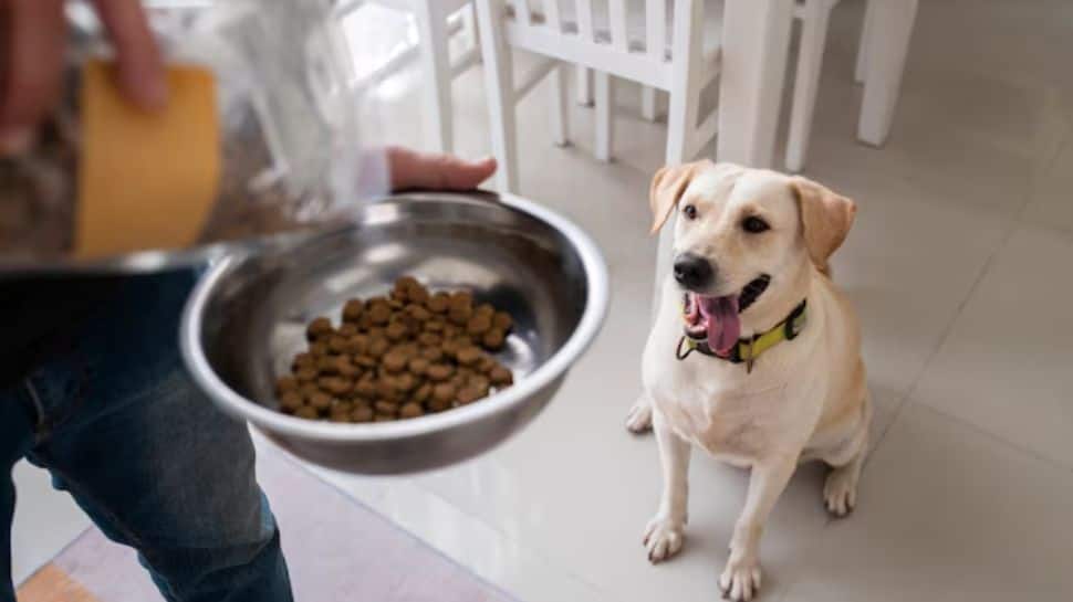 Is Warm Food Better For Your Dog During Cold Weather?