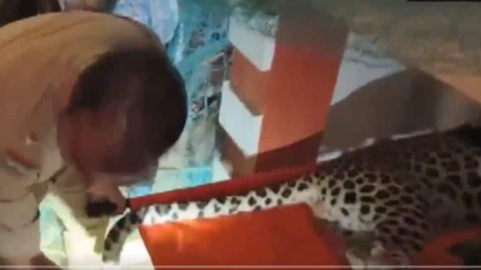 Watch: Leopard Enters Sweet Shop In Daman, Rescued After 10 Hour Operation