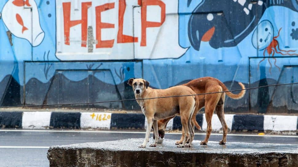 Telangana: Case Filed Over Alleged Mass Killing Of Stray Dogs In Yacharam