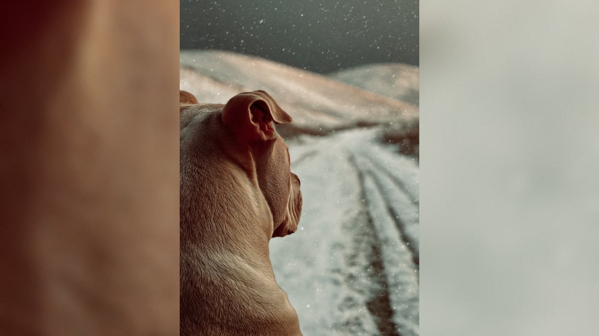 Pitbull stands guard for 4 days after owner dies in snow in Himachal, internet is heartbroken | Viral