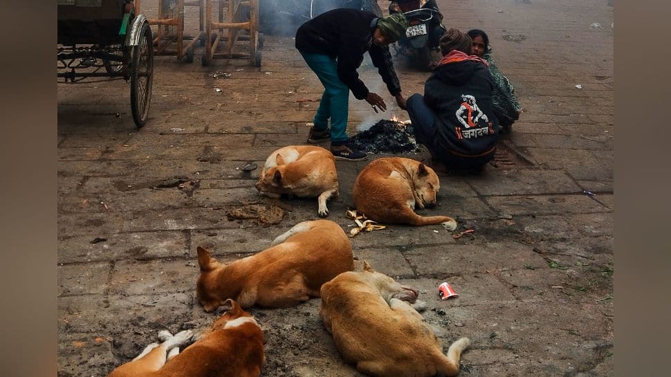 Stray dogs case: Supreme Court reserves order after hearing states