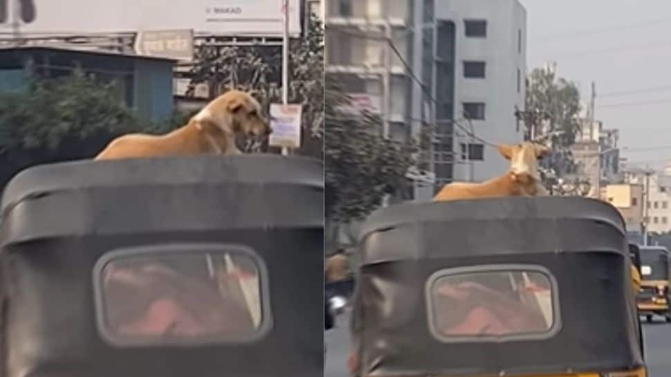 `Dogesh bhai on top`: Video with dog on top of autorickshaw goes viral, internet reacts | WATCH