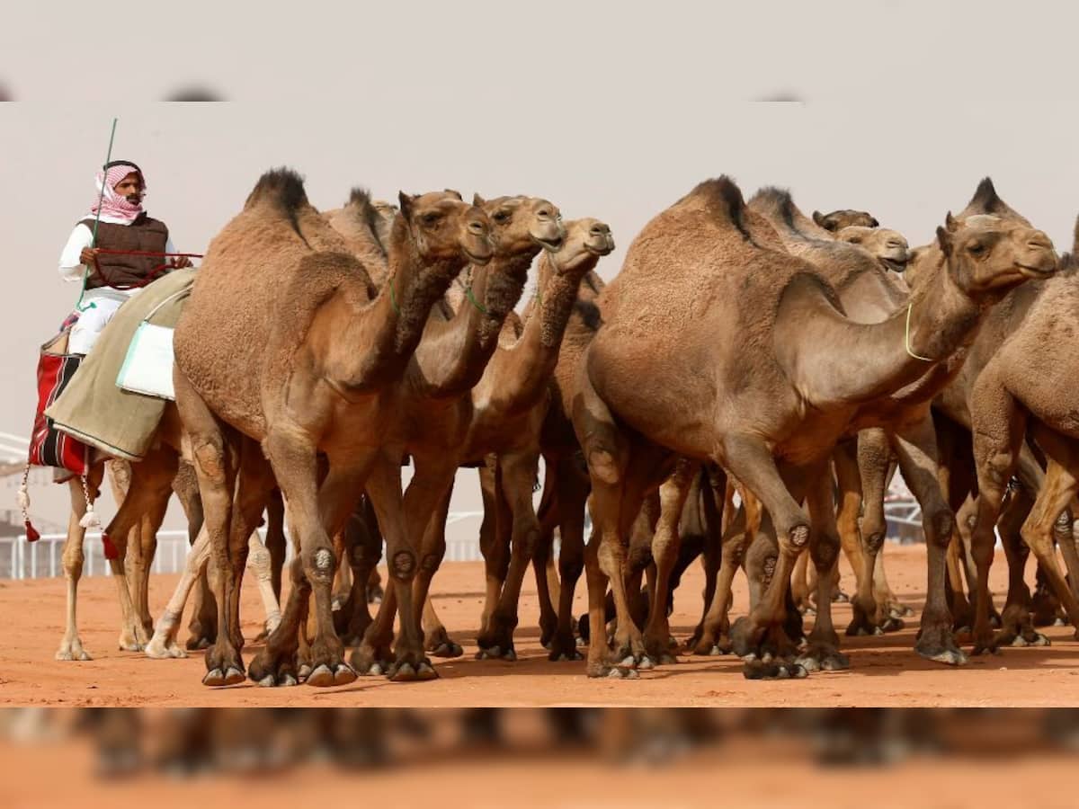 Camels with passports? Yes, Saudi Arabia is making it official – here’s why