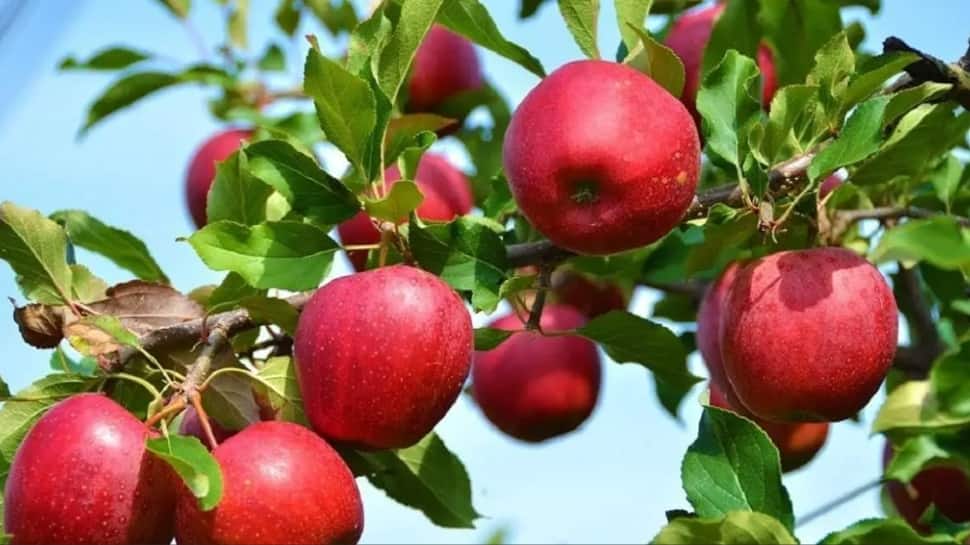 Kashmir apples at risk: India-US trade deal sparks fears among growers