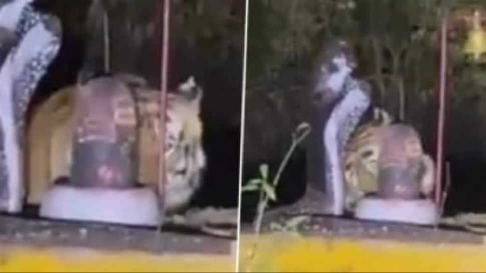 `Shiv Bhakt` Tiger? Rare video of big cat `Bowing` to Shivling in Katni forest sparks divine debate