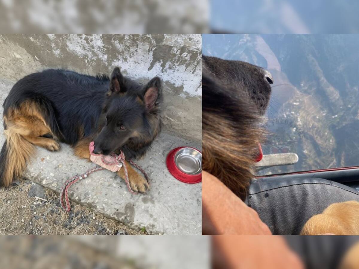 Who is Tyson; Indian Army`s heroic sniffer dog in ‘Op Trashi-I’
