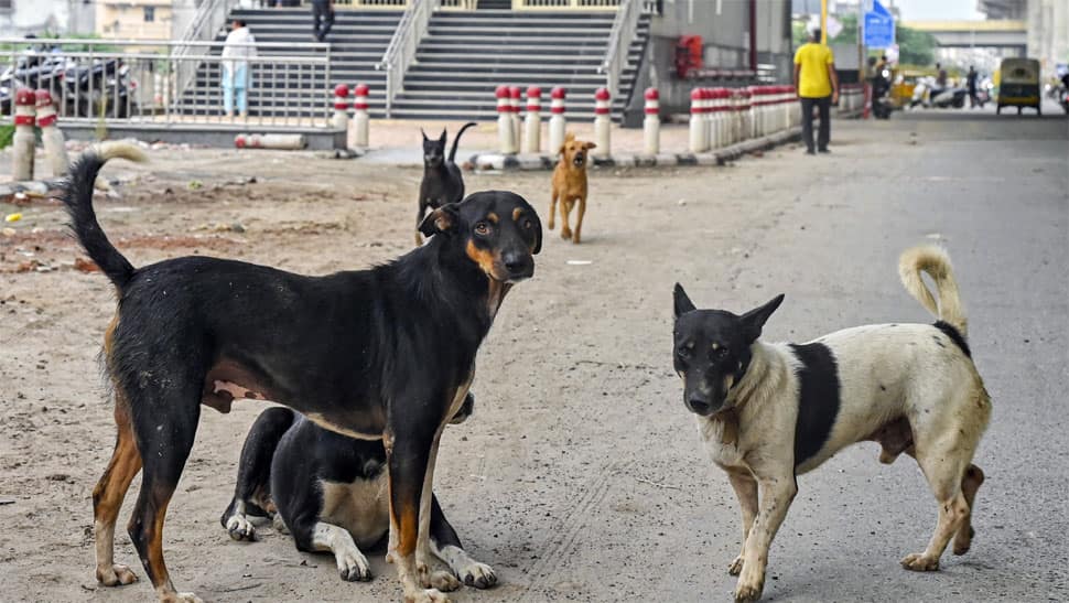 'Why aren't we Monetizing real estate on street dogs': Techie's post goes viral, netizen fuming on the SaaS idea