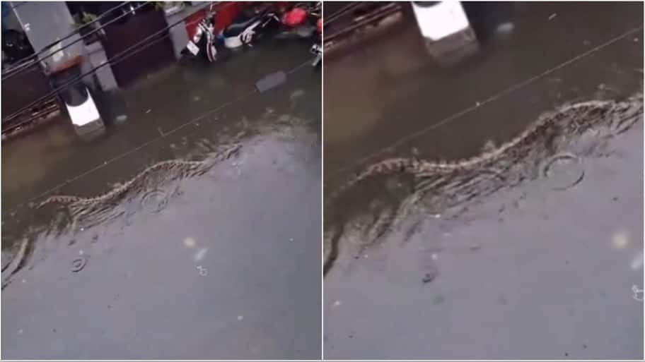 Giant python swims through flooded Bali streets; historic rains ...