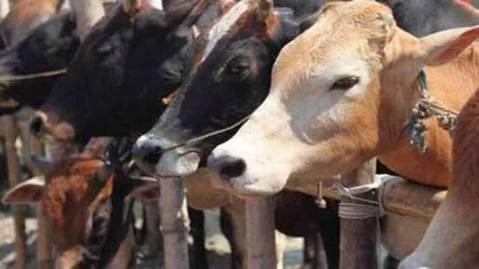 India gets first image-based AI Gau Swastha for cattle health and disease protection