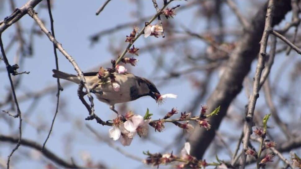 Kashmir`s winter fruit bloom risks ₹10,000 crore Horticulture sector