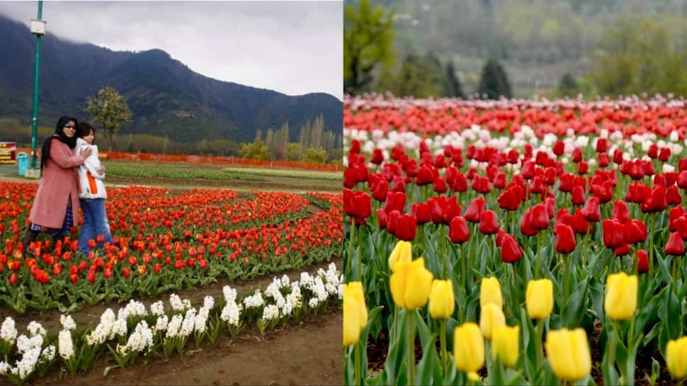 J-K: Tulip Garden sees record footfall as 1.4 lakh visitors flock in two weeks
