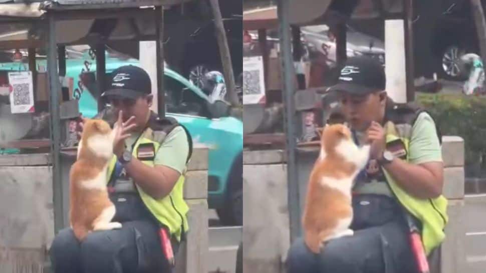 Forget the commute! This traffic cop`s `purr-fect` playtime with stray cat is internet`s daily dose of happy | WATCH