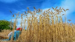 Food prices to rise further globally if West Asia crisis stretches: FAO