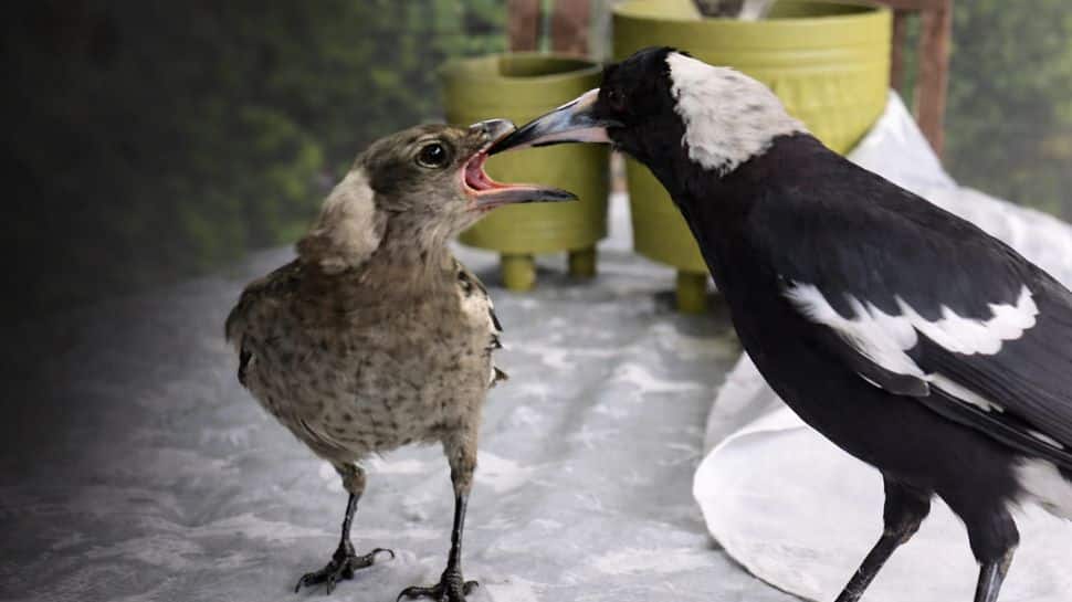 `Animals are better than us`: Viral video of bird with broken beak triggers global wave of emotion