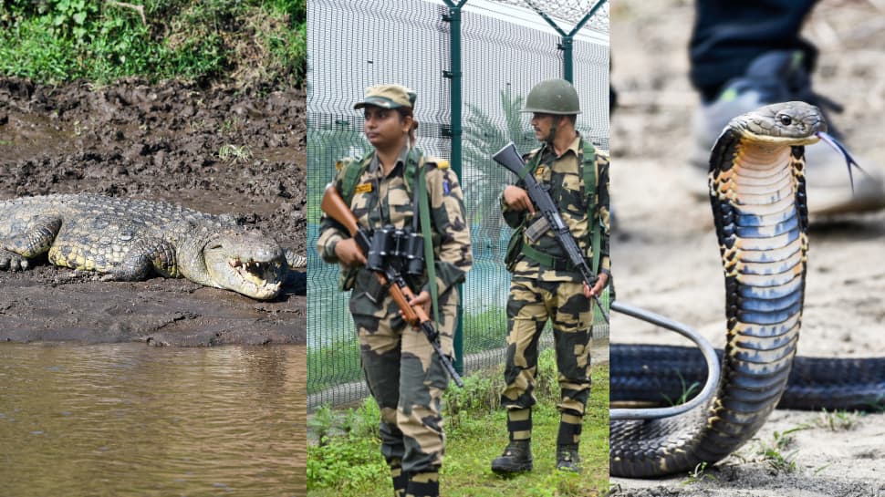 BSF may deploy snakes and Crocodiles along the Bangladesh Border- Check why