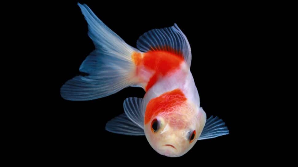 Nature's most bizarre mystery: The town where it's been raining fish ...