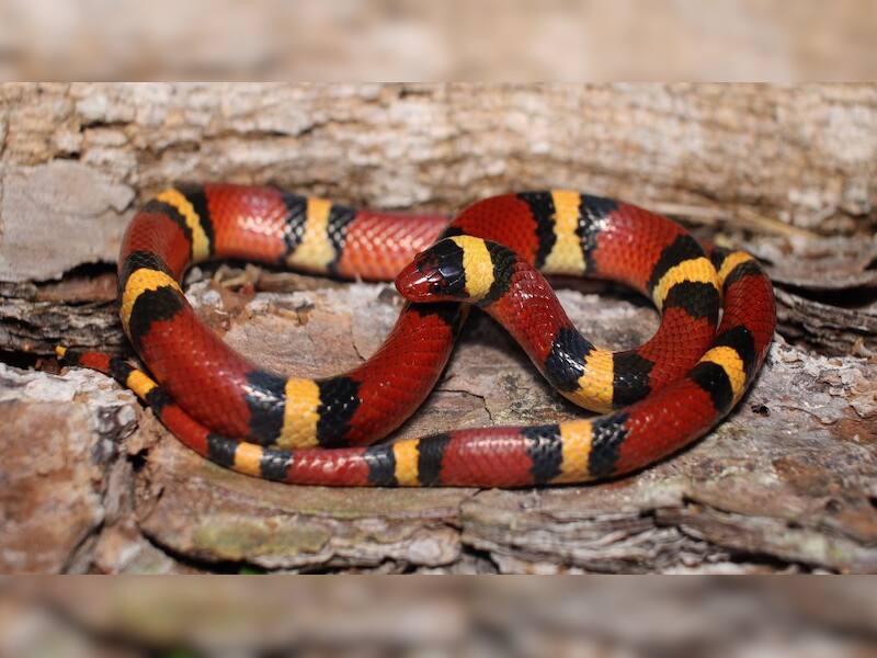 No fangs needed: These 5 clever snakes use mind games, not venom, to ...