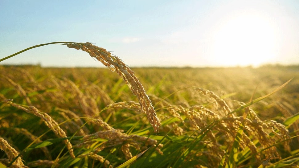 Govt relaxes inspection norms for rice exports to Europe