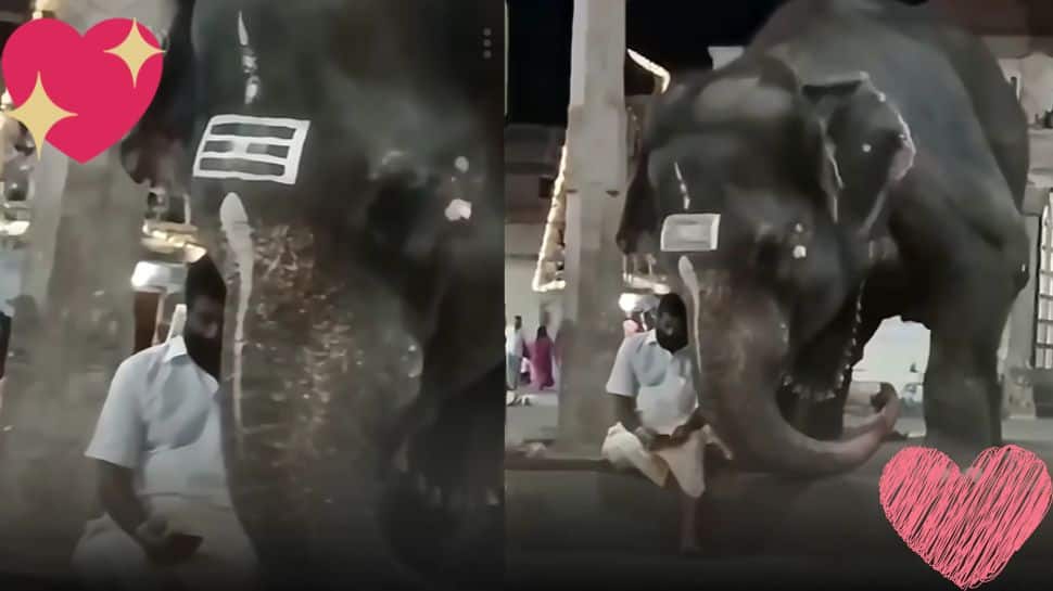 Elephant looks at its own photo on phone and what happens next has the internet smiling | Video