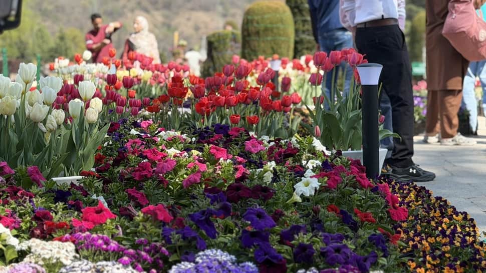 From tourism slump to revival: Kashmir`s Tulip garden sees massive 3.5 lakh footfall in 2026