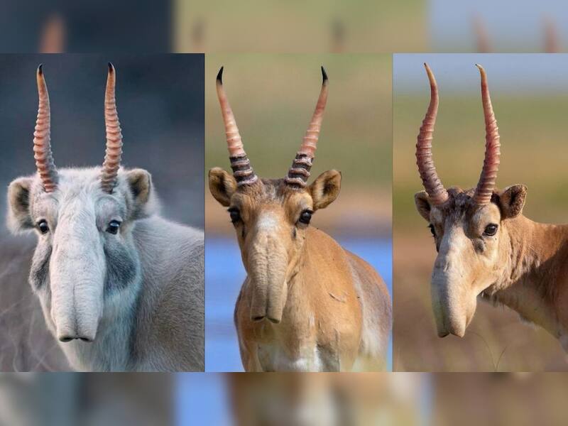 Nature is crazy: 12 photos of animals and plants that look like they ...