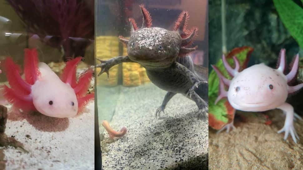 Nature is crazy: 12 photos of animals and plants that look like they ...