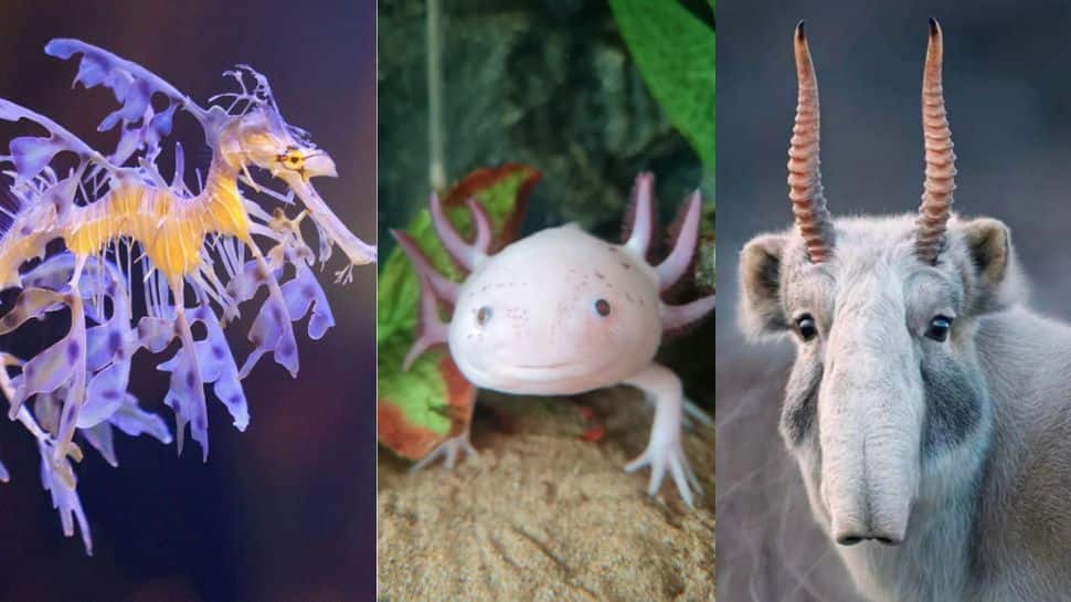 Nature is crazy: 12 photos of animals and plants that look like they ...