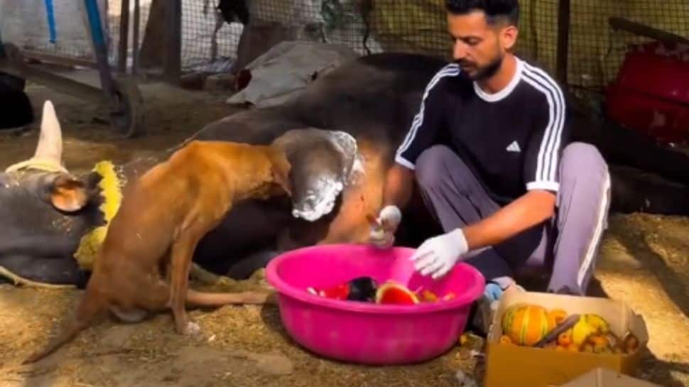 They call themselves `Pillu and Gang` and what they do every day for India`s stray animals is going viral