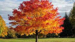 OMG! This tree’s leaves aren’t of green colour – Why they are red or purple