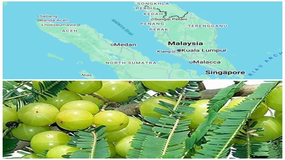 Did you know an Indian amla tree is linked to the Strait of Malacca? Here’s the story