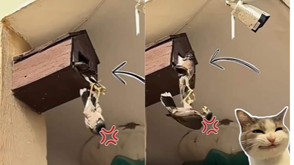  'Rent too high!' Myna bird's hilarious 'home invasion' fight goes viral | Watch