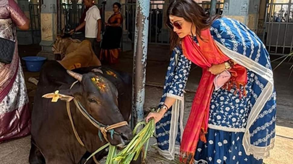 Shamita Shetty feeds cows at Tirupati temple, sister Shilpa Shetty says 'you are blessed'