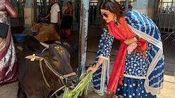 Shamita Shetty feeds cows at Tirupati temple, sister Shilpa Shetty reacts