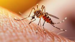 World Malaria Day 2026: Which countries are malaria-free? Check full list