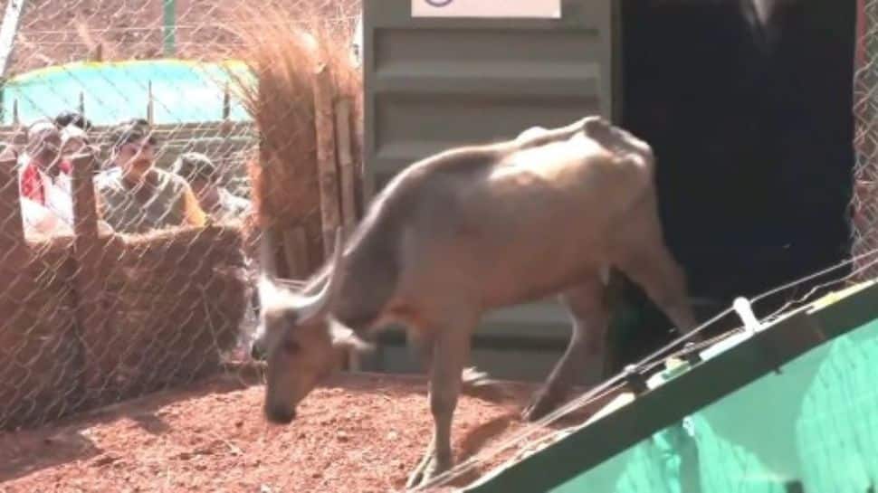 Madhya Pradesh brings back wild buffalo after 40+ years in Kanha, plans cheetah relocation next