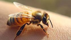 Can bee stings treat breast cancer? Experts break down the science