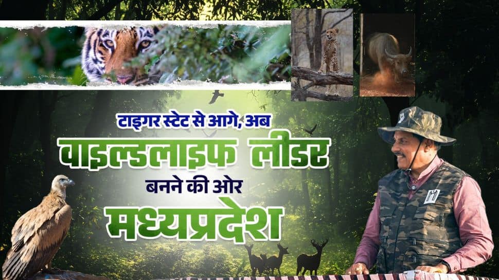 From tiger state to wildlife state: Madhya Pradesh is rewriting India’s conservation map